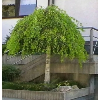 BRZOZA YOUNGII na pniu DUŻA SADZONKA płacząca szczepiona - sadzonki sadzonki 220 / 270 cm